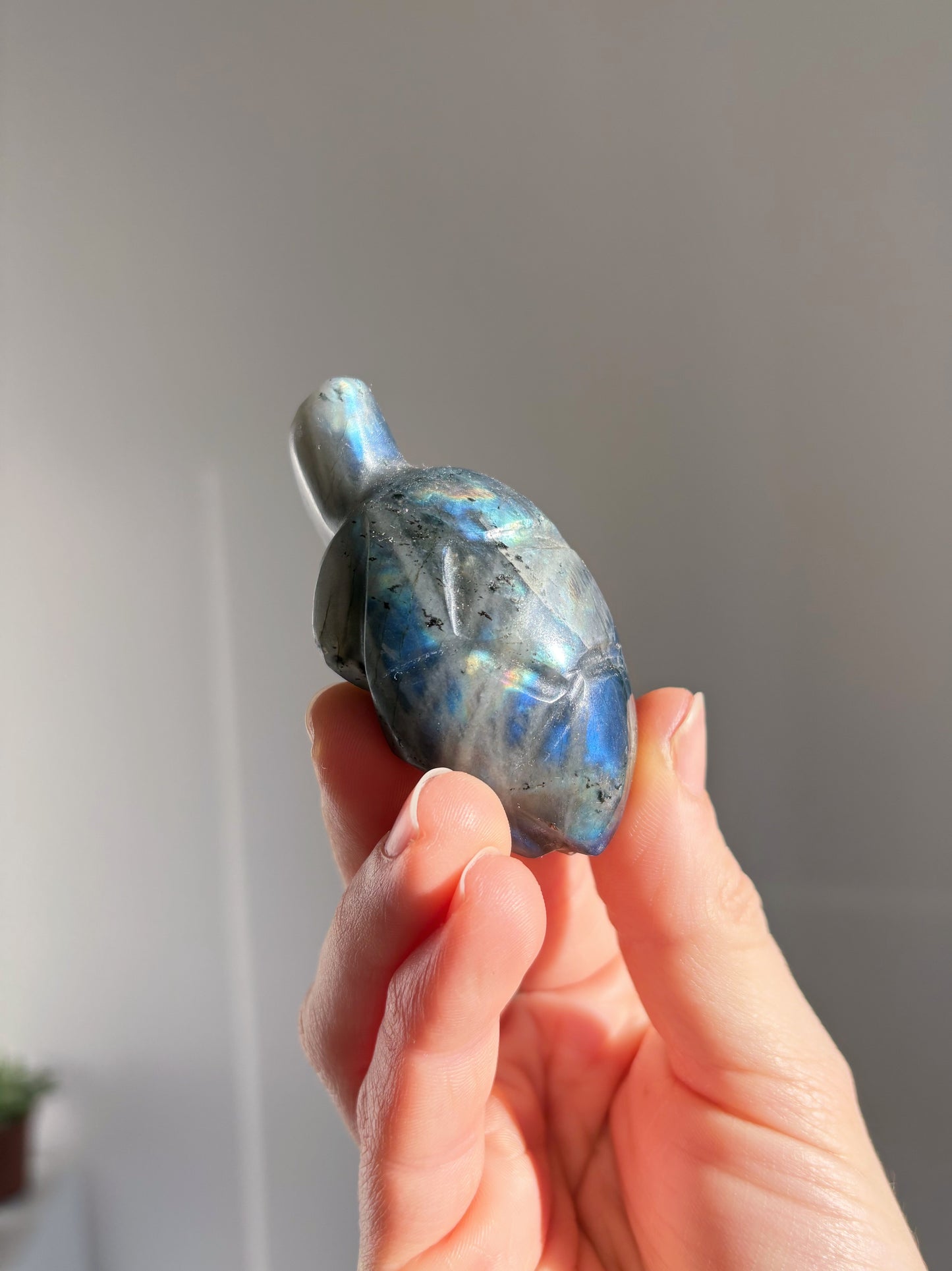 Tartaruga Labradorite 5