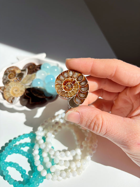 Fossile Ammonite