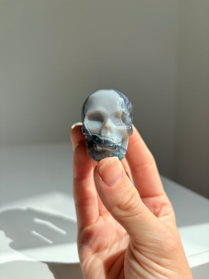 Teschio Agata Muschiata 1